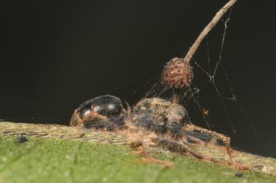 Zombie ants have fungus on the brain, new research reveals Zombie ants have fungus on the brain, new research reveals