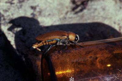 Ig Nobel beetle beer bottle sex