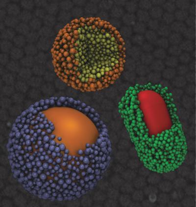 Engineers discover nanoscale balancing act that mirrors forces at work in living systems Engineers discover nanoscale balancing act that mirrors forces at work in living systems