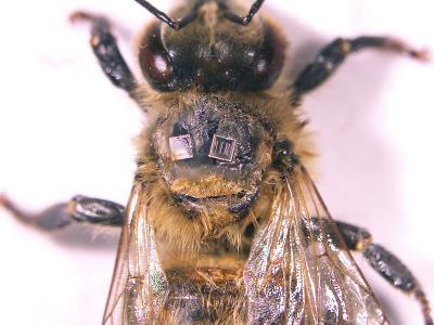 Radio frequency ID tags on honey bees reveal hive dynamics Radio frequency ID tags on honey bees reveal hive dynamics