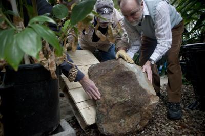 floor of world's oldest forest floor of world's oldest forest