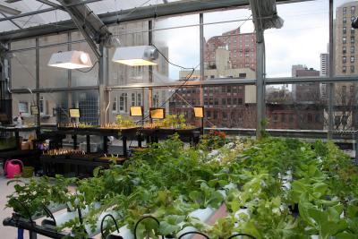 Fresh city tomatoes, any time