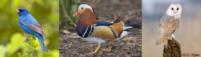 Birds' eye view is far more colorful than our own Birds' eye view is far more colorful than our own
