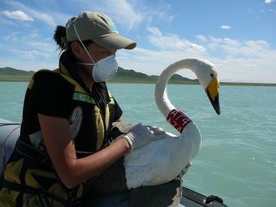 Birds of all feathers and global flu diversity Birds of all feathers and global flu diversity