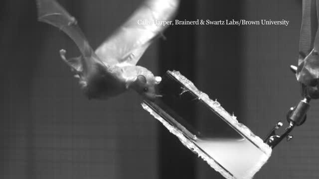 Bats use blood to reshape tongue for feeding Bats use blood to reshape tongue for feeding