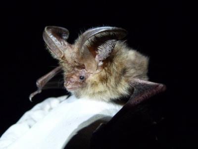 'Lost' bats found breeding on Scilly 'Lost' bats found breeding on Scilly
