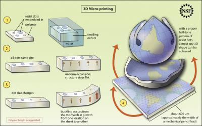 UMass Amherst polymer scientists, physicists develop new way to shape thin gel sheets UMass Amherst polymer scientists, physicists develop new way to shape thin gel sheets