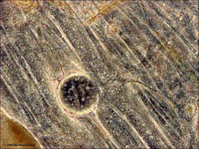 Mosquito behavior may be immune response, not parasite manipulation Mosquito behavior may be immune response, not parasite manipulation