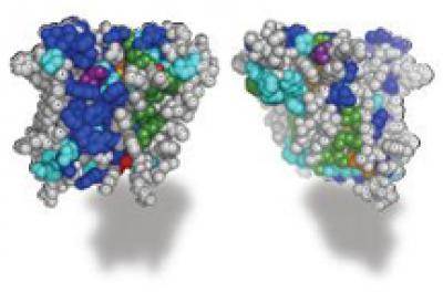 Is it a rock, or is it Jell-O? Defining the architecture of rhomboid enzymes Is it a rock, or is it Jell-O? Defining the architecture of rhomboid enzymes