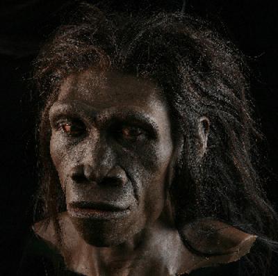 Homo erectus female (based on fossil ER 3733) by paleoartist John Gurche