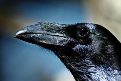 Ravens remember relationships they had with others Ravens remember relationships they had with others
