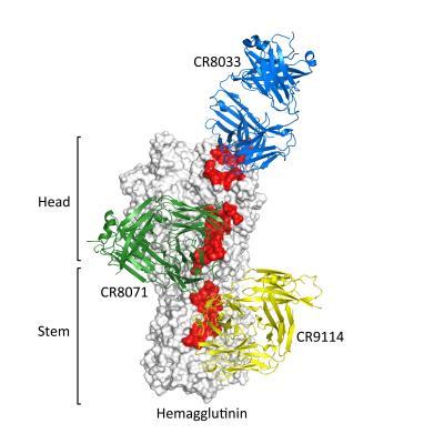 Scientists describe antibodies that protect against large variety of flu viruses