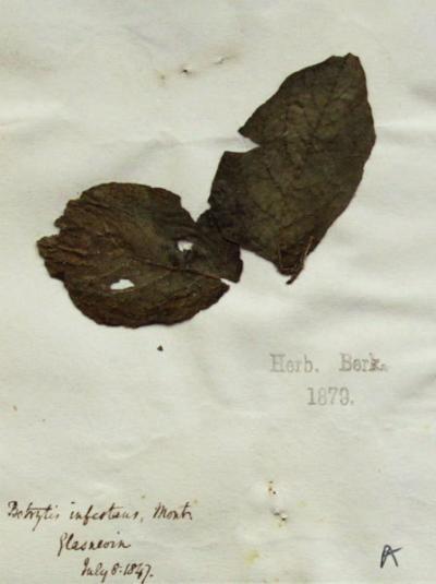 'Whodunnit' of Irish potato famine solved 'Whodunnit' of Irish potato famine solved