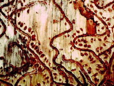 Integrated pest management recommendations for the southern pine beetle Integrated pest management recommendations for the southern pine beetle