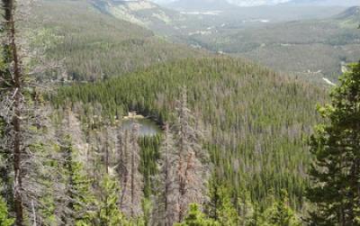 Earth Week: Bark beetles change Rocky Mountain stream flows, affect water quality Earth Week: Bark beetles change Rocky Mountain stream flows, affect water quality