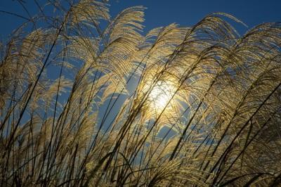 Lessons to be learned from nature in photosynthesis