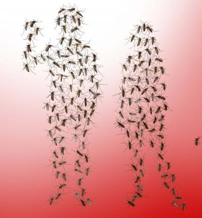 New insights into how human skin attracts mosquitoes could lead to better repellants and traps New insights into how human skin attracts mosquitoes could lead to better repellants and traps