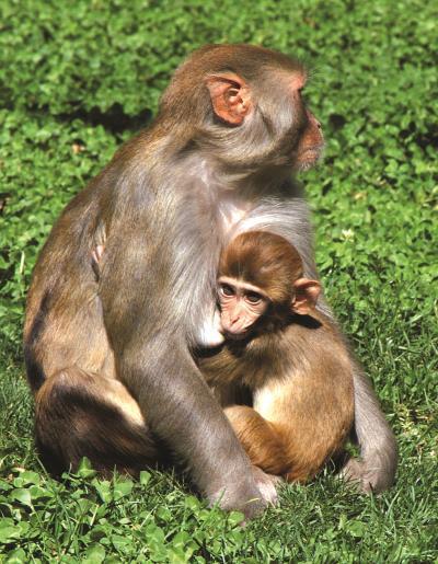 Monkey teeth help reveal Neanderthal weaning Monkey teeth help reveal Neanderthal weaning