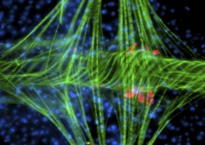 New insights into mosquitoes' role as involuntary bioterrorists