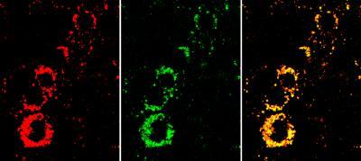 Fewer animal experiments thanks to nanosensors