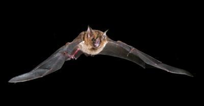 Muscle power: Bats power take-off using recycled energy Muscle power: Bats power take-off using recycled energy