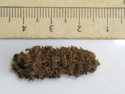 Ancient popcorn discovered in Peru Ancient popcorn discovered in Peru