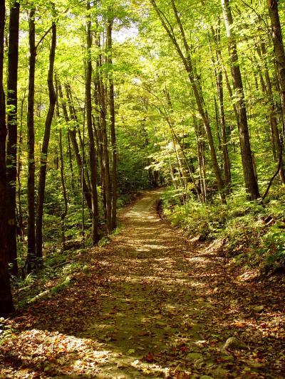 Global warming may affect the capacity of trees to store carbon,  MBL study finds