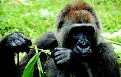 Satellite study reveals critical habitat and corridors for world's rarest gorilla