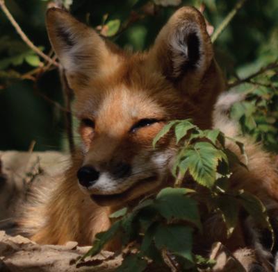 UC Santa Cruz researchers find increase in Lyme disease mirrors drop in red fox numbers