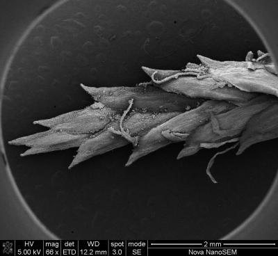 Modern Black White Bedding on Evidence For Early Bedding And The Use Of Medicinal Plants At A
