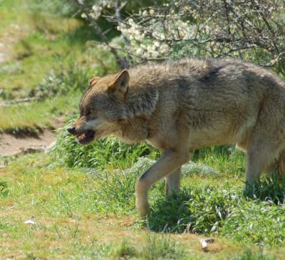 The Iberian wolf lives close to humans more for refuge than for prey The Iberian wolf lives close to humans more for refuge than for prey