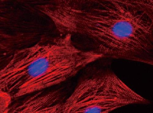 Using Skin To Save The Heart Science 2 0