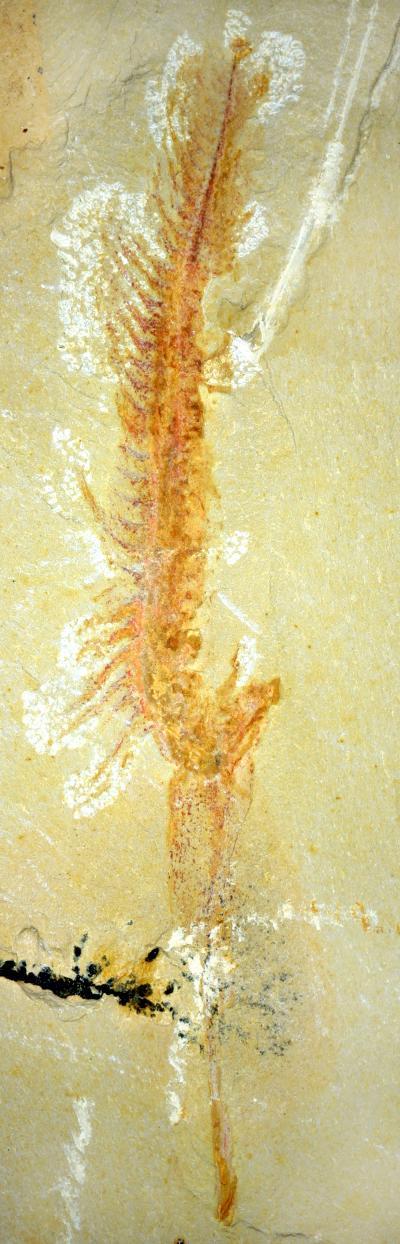 525 million-year-old hemichordate