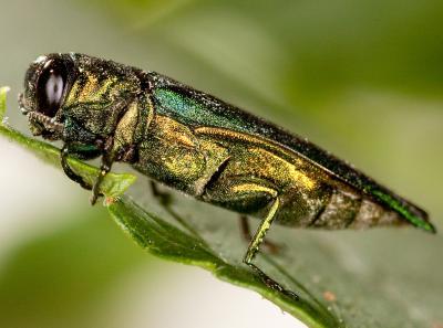 An economic analysis of Emerald Ash Borer management options