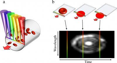 New microscope uses rainbow of light to image the flow of individual blood cells New microscope uses rainbow of light to image the flow of individual blood cells