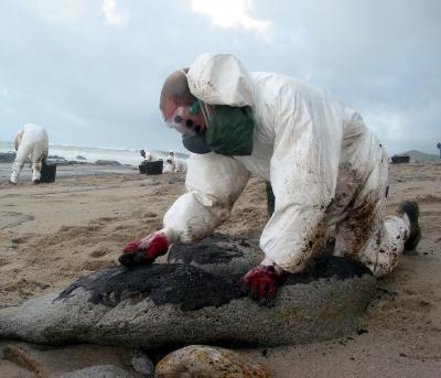 Hydrocarbon pollution along the coast of Galicia shot up five years after the Prestige oil spill Hydrocarbon pollution along the coast of Galicia shot up five years after the Prestige oil spill