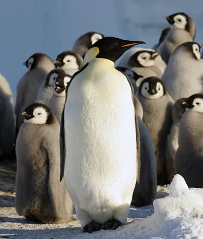Finding elusive emperor penguins