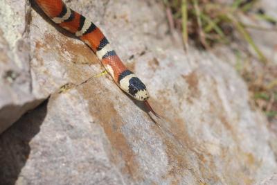 Impersonating poisonous prey Impersonating poisonous prey