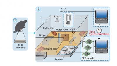 Mice in a 'big brother' setup develop social structures Mice in a 'big brother' setup develop social structures