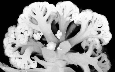 A mathematical formula to decipher cauliflower-type morphologies