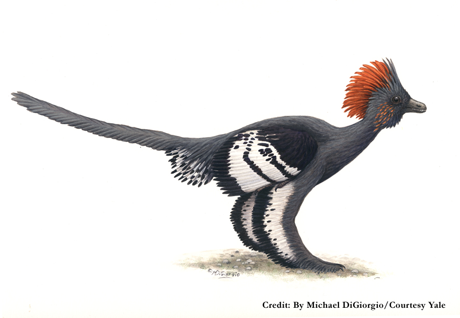 Anchiornis%20huxleyi.jpg