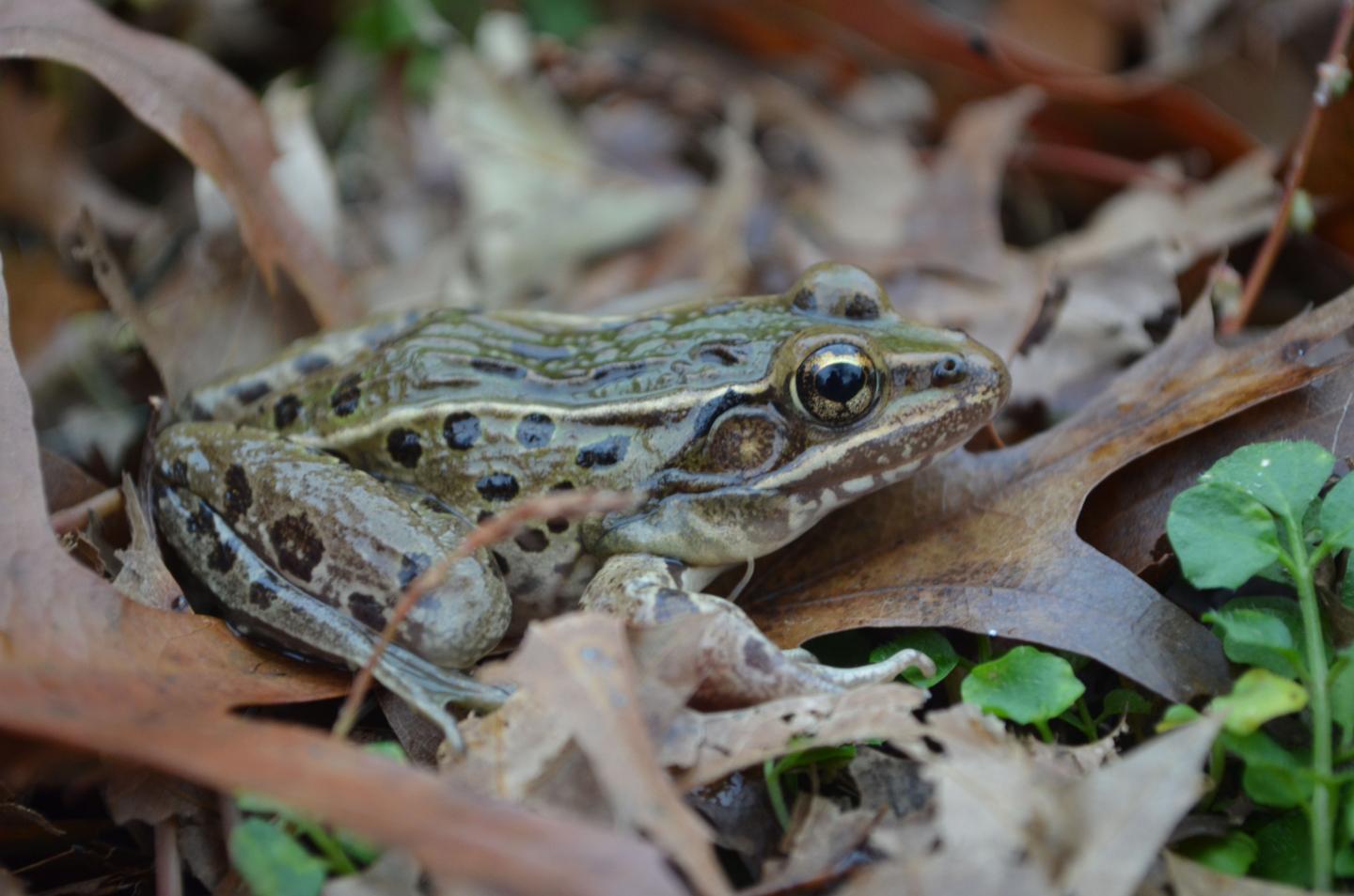New frog discovered inhabiting I95 corridor from Connecticut to North Carolina Science Codex