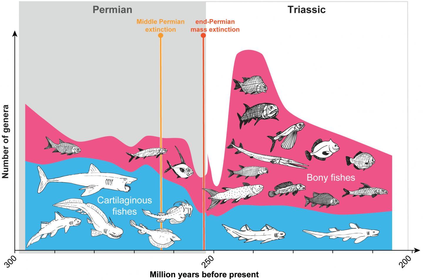 marine life extinction essay