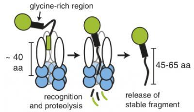 Biochemists find incomplete protein digestion is a useful thing for