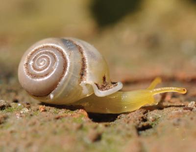 Tiny colorful snails are in danger of extinction with vanishing ...