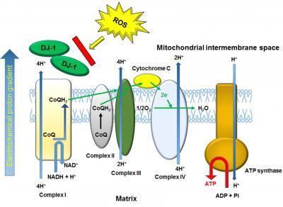The role of DJ-1 in the oxidative stress cell death cascade after ...