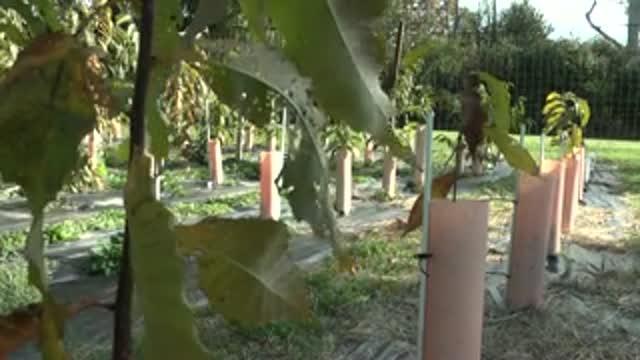 american chestnut blight resistant trees for sale american chestnut blight resistant trees for sale
