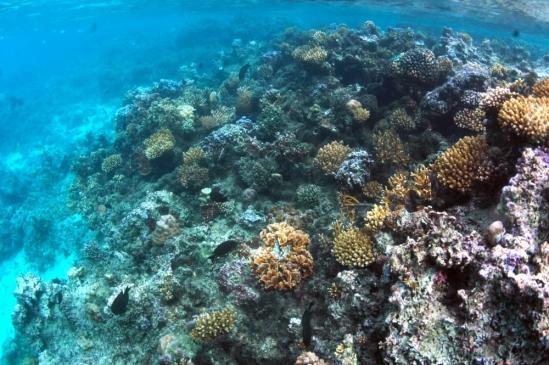 Coral reef winners and losers | Science Codex