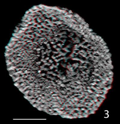 New fossils push the origin of flowering plants back by 100 million ...