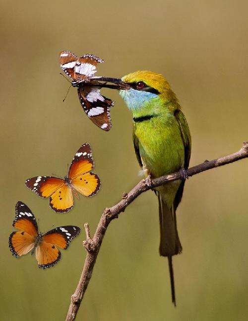 pic